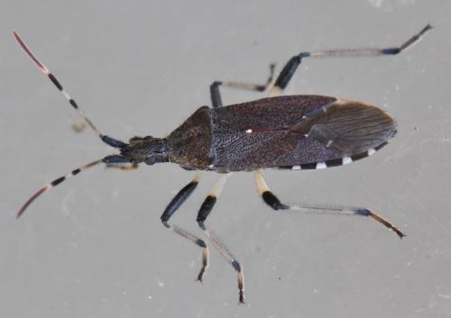 Dicranocephalus albipes